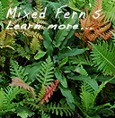 Mixed Ferns / Not Available in Winter